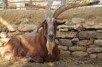 nizan-goat